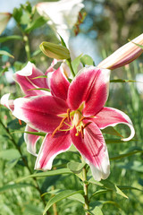 A red and white lily flower blossomed out of a bulb.