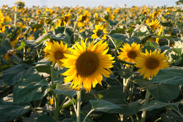 Fototapeta premium Beautiful, huge field of sunflowers.