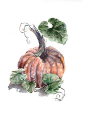 Dark pumpkin with leaves 