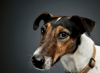 Portrait of an adorable Fox Terrier looking curiously at the camera