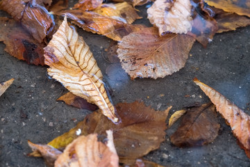 dry brown and yellow leaves lie on the pavement in autumn