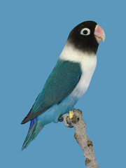 Lovebird colorfull perched in softbox