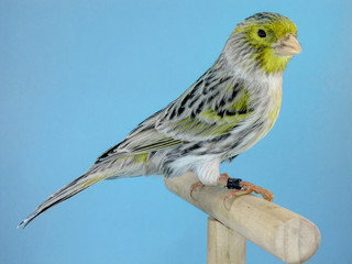 Agathe yellow mosaic canary bird
