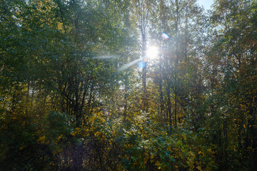 The rays of the sun break through the foliage. Morning in the autumn forest