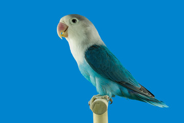 Lovebird colorfull perched in softbox