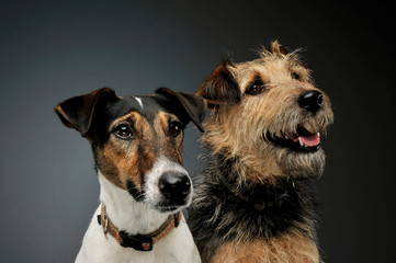 Portrait of an adorable Fox Terrier and a mixed breed dog looking curiously
