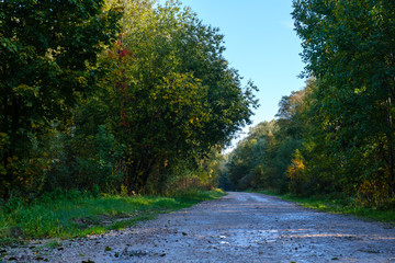 Winding forest dirt road. Autumn in the forest