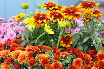  Bright background with flowering rows of   Rudbeckia  and chrysanthemum on a blue background horizontally.  Rudbeckia. Asteraceae family. Hardy chrysanthemums.  Chrysanthemum koreanum. Copy space
