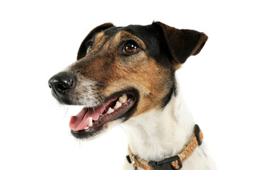 Portrait of an adorable Fox Terrier looking satisfied