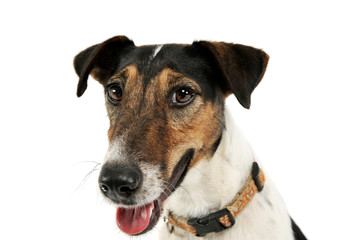 Portrait of an adorable Fox Terrier looking curiously at the camera