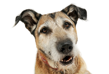 Portrait of an adorable mixed breed dog looking curiously at the camera