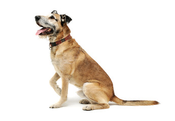 Studio shot of an adorable mixed breed dog sitting and looking up curiously