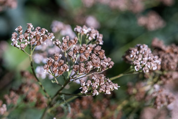 blooming valerian garden in a cloudy day