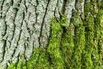 Bark of an old tree partly covered with green moss. Rustic background and texture. Close-up, copy space