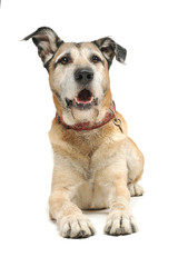 Studio shot of an adorable mixed breed dog lying and looking curiously at the camera