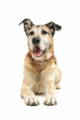 Studio shot of an adorable mixed breed dog lying and looking curiously at the camera