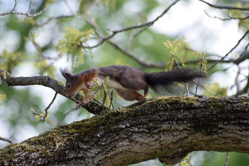 Eichhörnchen © Laís Milena Dias