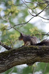 Eichhörnchen