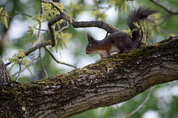 Eichhörnchen