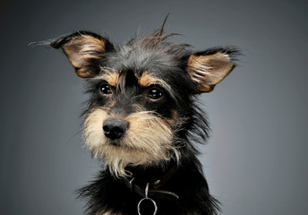 Portrait of an adorable mixed breed dog looking curiously