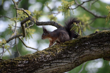 Eichhörnchen
