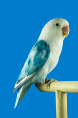 Lovebird