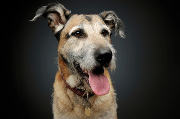 Portrait of an adorable mixed breed dog looking satisfied