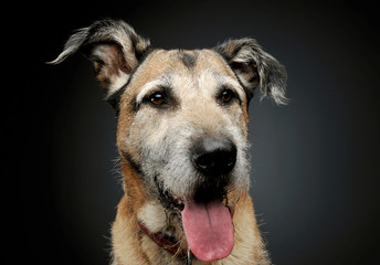 Portrait of an adorable mixed breed dog looking satisfied