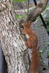 Eichhörnchen © Laís Milena Dias