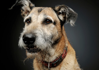 Portrait of an adorable mixed breed dog looking curiously