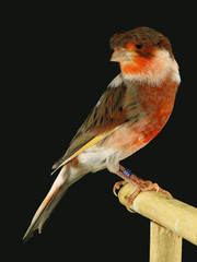Portuguese Harlequin canary