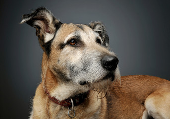 Portrait of an adorable mixed breed dog looking curiously