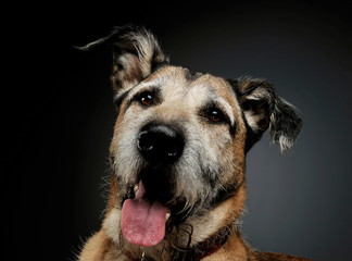 Portrait of an adorable mixed breed dog looking curiously at the camera