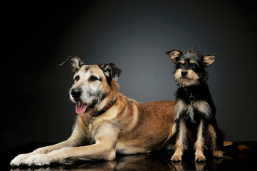 Naklejka na ściany i meble Studio shot of two adorable mixed breed dog looking satisfied