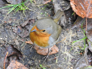 Robin redbreast on ground in autumn seen from above very close
