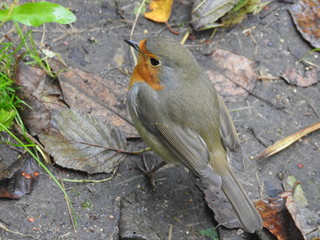 Robin redbreast on ground in autumn seen from above very close