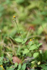 Hairy beggar ticks flowers / Hairy beggar ticks are weeds on the roadside, with yellow head flowers in the fall. Achene adheres to animal hair and human clothing.