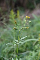 Hairy beggar ticks flowers / Hairy beggar ticks are weeds on the roadside, with yellow head flowers in the fall. Achene adheres to animal hair and human clothing.