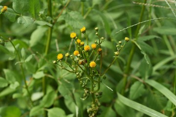 Hairy beggar ticks flowers / Hairy beggar ticks are weeds on the roadside, with yellow head flowers in the fall. Achene adheres to animal hair and human clothing.