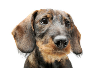 Portrait of an adorable wired haired Dachshund looking curiously