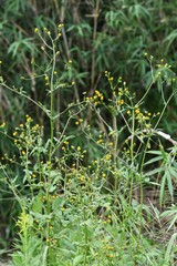 Hairy beggar ticks flowers / Hairy beggar ticks are weeds on the roadside, with yellow head flowers in the fall. Achene adheres to animal hair and human clothing.