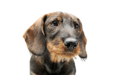 Portrait of an adorable wired haired Dachshund looking up curiously