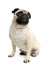 Studio shot of an adorable Pug (or Mops) sitting and looking up curiously