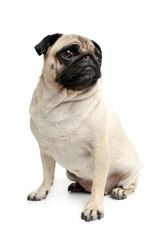 Obraz premium Studio shot of an adorable Pug (or Mops) sitting and looking up curiously