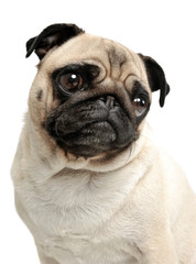 Portrait of an adorable Pug (or Mops) looking curiously at the camera