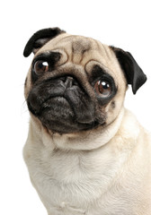 Portrait of an adorable Pug (or Mops) looking curiously at the camera