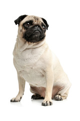 Obraz premium Studio shot of an adorable Pug (or Mops) sitting and looking curiously at the camera