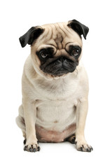 Studio shot of an adorable Pug (or Mops) sitting and looking sadly at the camera