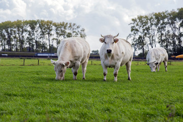 Group of cows grazing on green meadow with blue cloudy sky with highway on the background