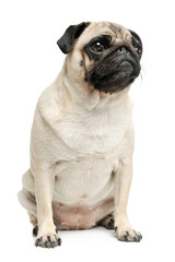 Obraz premium Studio shot of an adorable Pug (or Mops) sitting and looking up curiously
